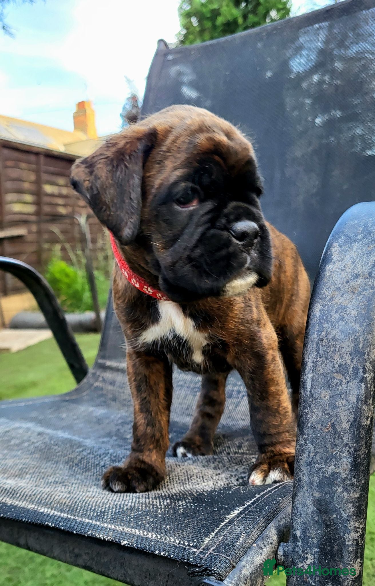 Boxer dogs Beutyful bobtail/ tailed Boxer puppy - Advert 2