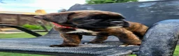 Boxer dogs for sale: Beutyful bobtail/ tailed Boxer puppy - Advert 5