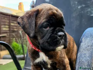Boxer dogs Beutyful bobtail/ tailed Boxer puppy - Advert 2