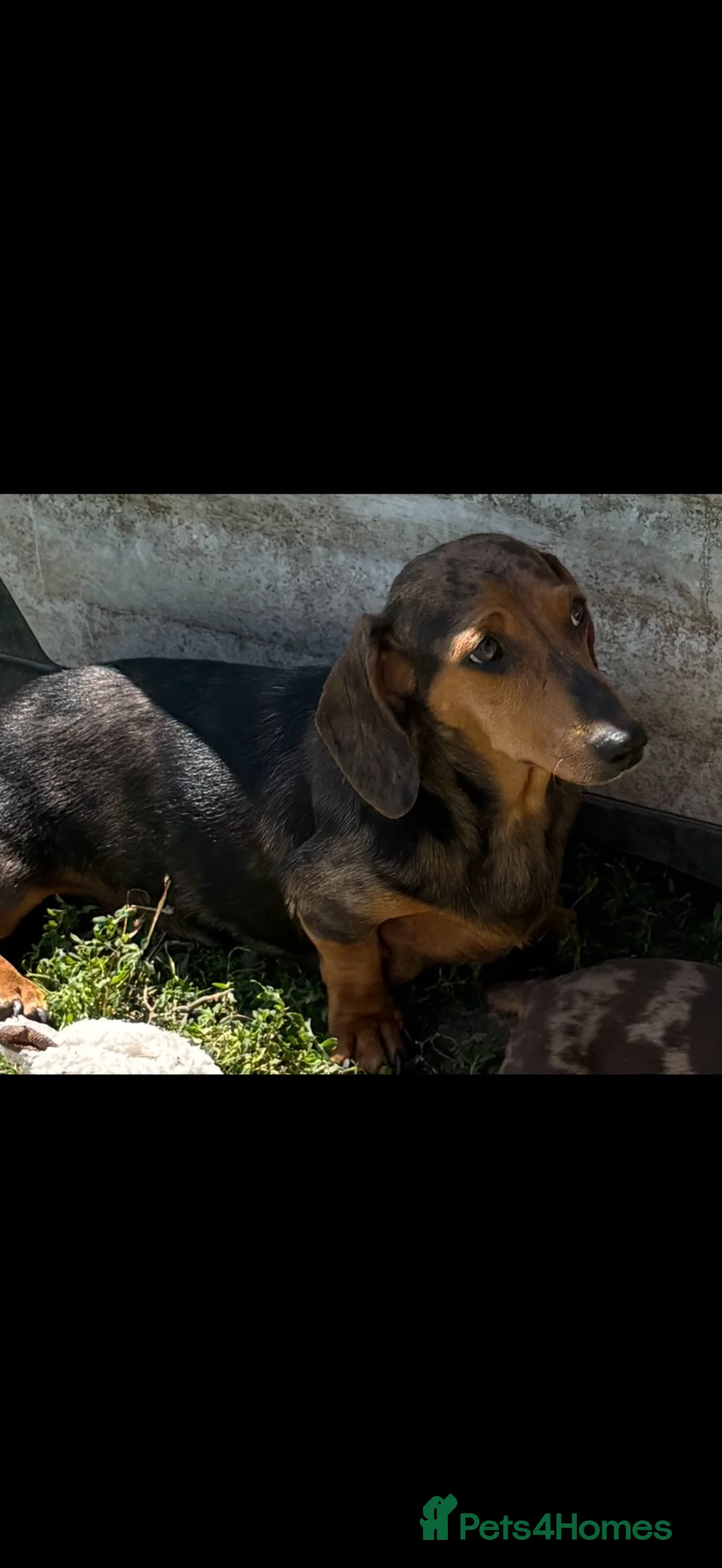 Miniature Dachshund dogs for sale: Mini dachshund puppies PR clear  - Advert 10