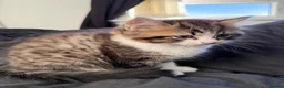 Mixed Breed cats for sale: Two gorgeous boys Persian x Ragdoll in Glasgow - Advert 1
