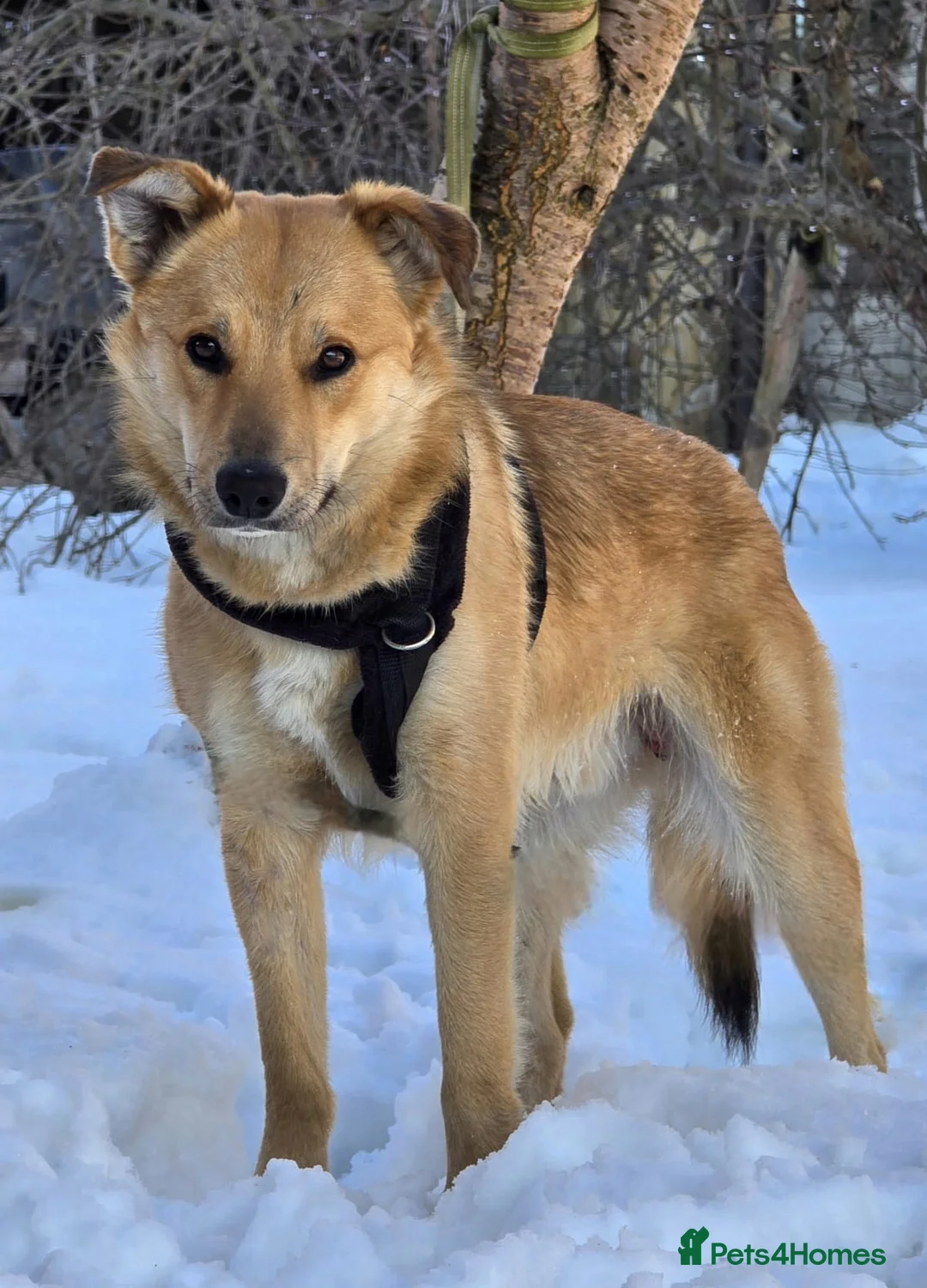 Mixed Breed dogs for adoption: 💙Yanik💙 1,5 yo low medium boy with an open heart - Advert 6