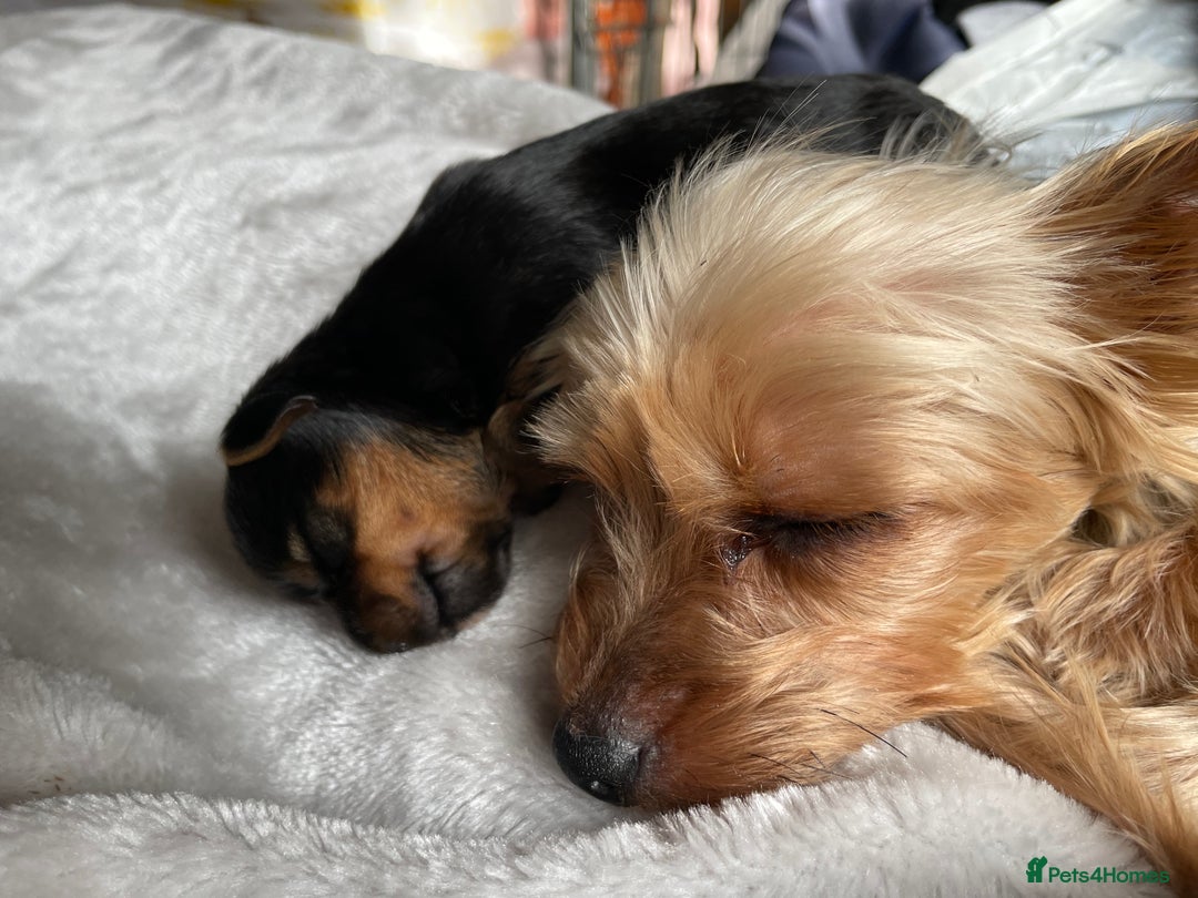 Yorkshire Terrier dogs for sale: Gorgeous Tiny Yorkshire terrier puppy  - Image 8
