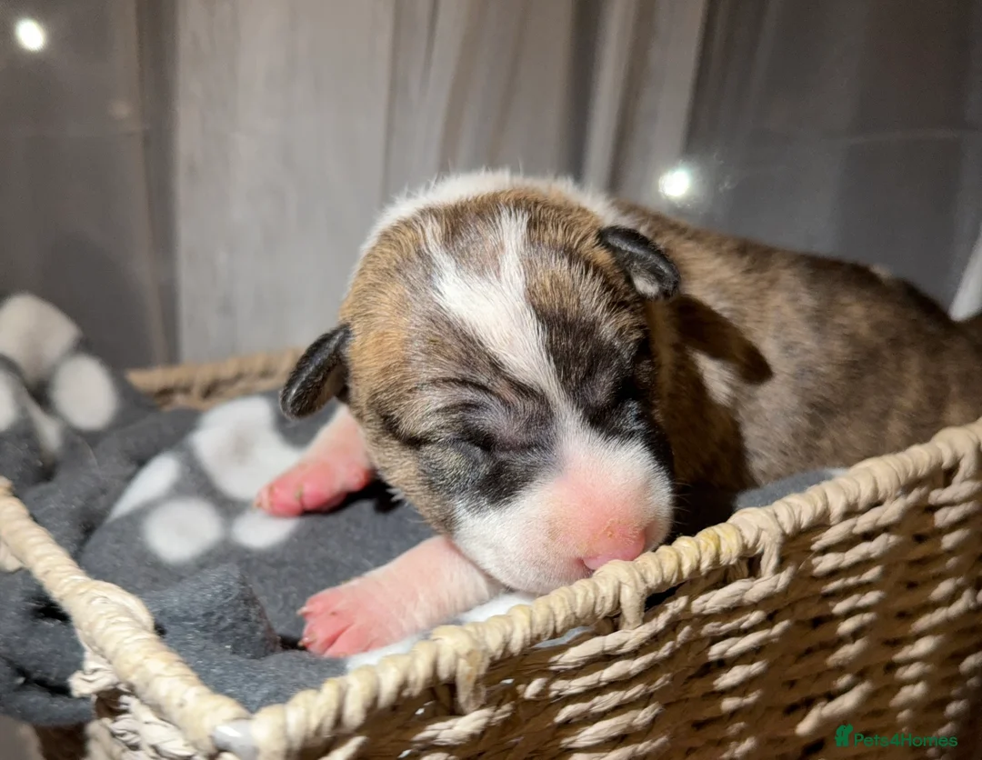 English Bull Terrier dogs for sale: Bull Terrier - Advert 9