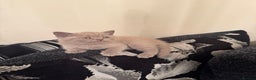 British Shorthair cats for sale: Lovely British shorthair Kitten  - Advert 7