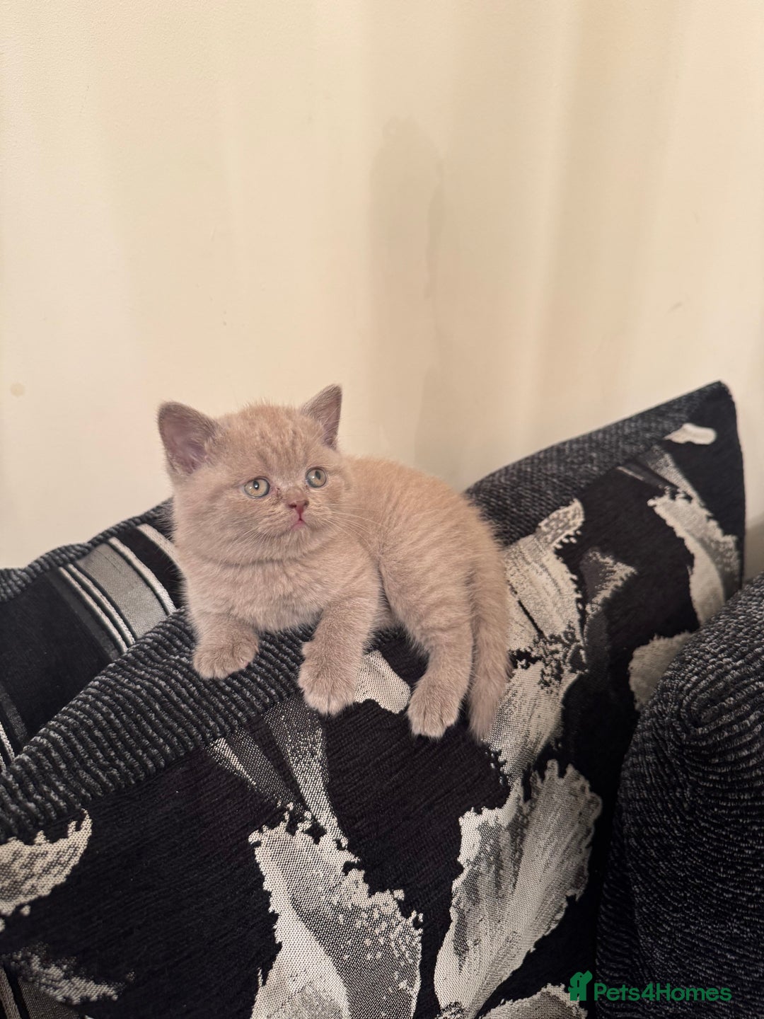 British Shorthair cats for sale: Lovely British shorthair Kitten  - Advert 7