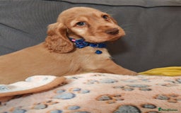 Cocker Spaniel dogs for sale: 🔥LAST TWO BOYS LEFT!🔥 KC SHOW COCKER SPANIEL  - Image 19