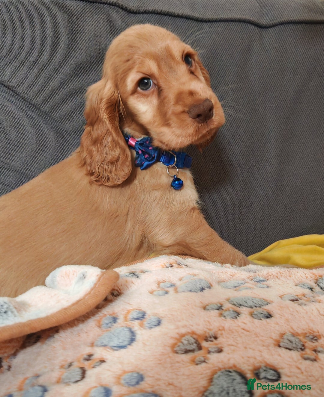Cocker Spaniel dogs for sale: 🔥LAST TWO BOYS LEFT!🔥 KC SHOW COCKER SPANIEL  - Image 19