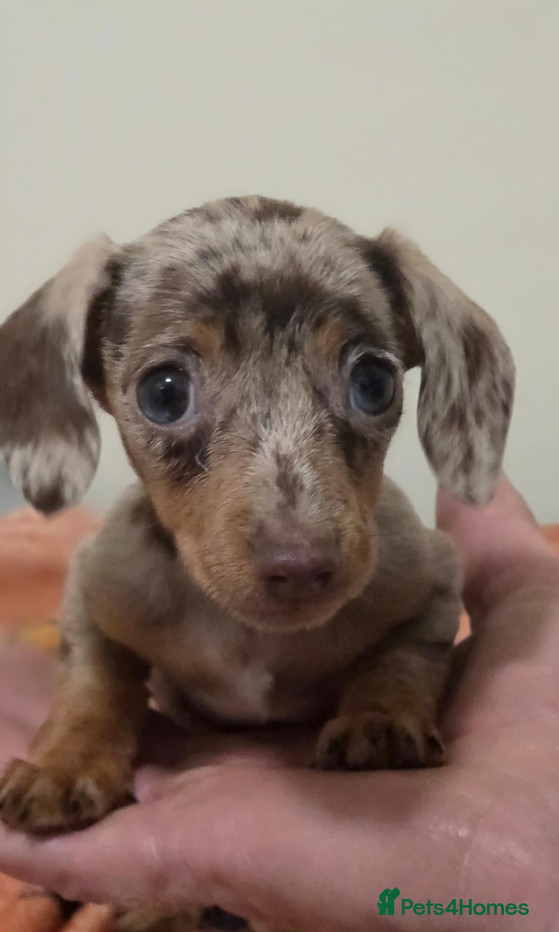 Miniature Dachshund dogs Miniature Dachshunds ready now females - Advert 2