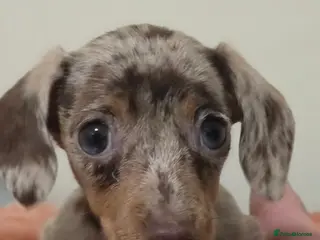 Miniature Dachshund dogs Miniature Dachshunds ready now females - Advert 2