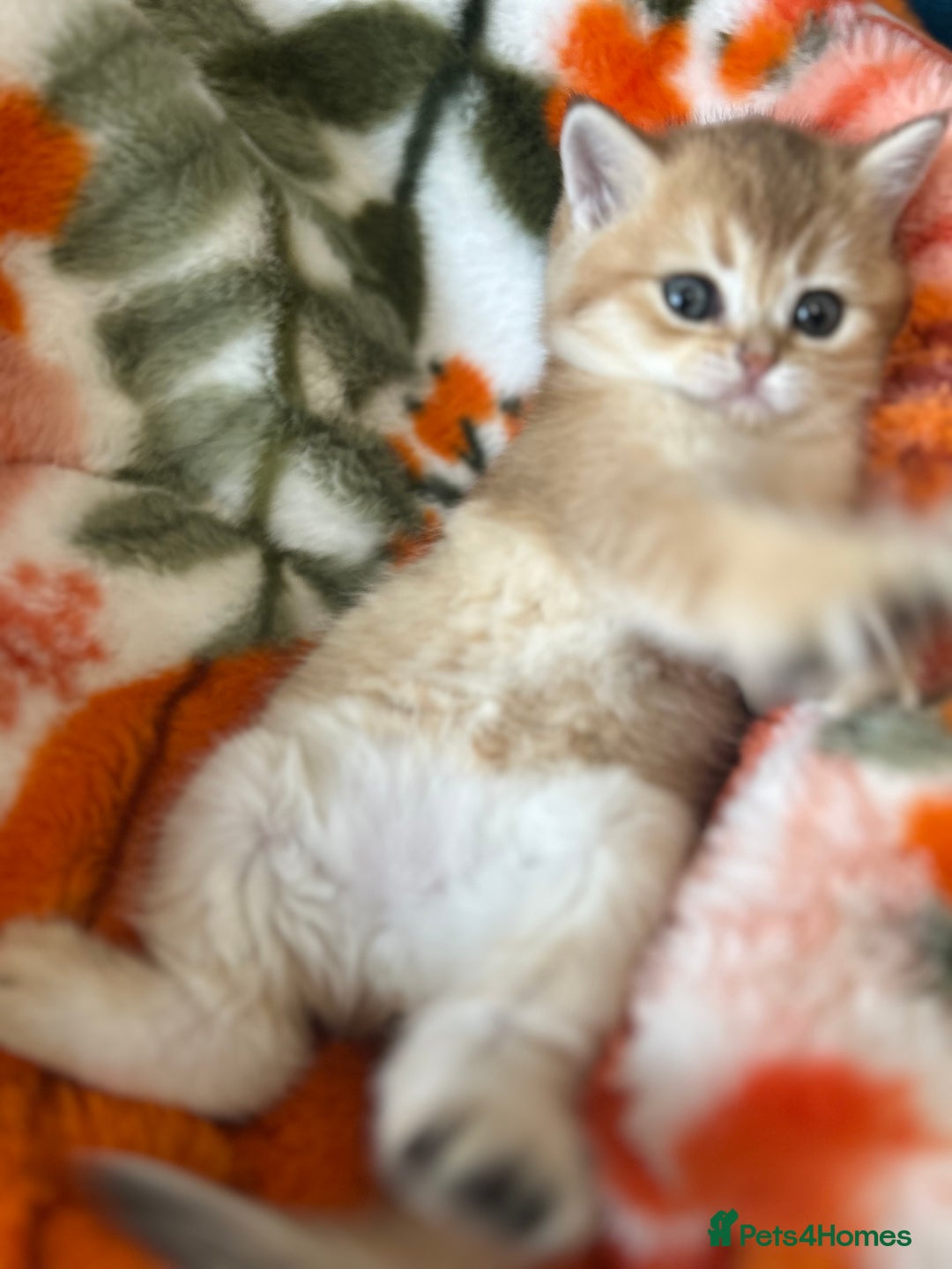 Scottish Fold cats for sale: Gold chinchilla baby’s available  - Advert 39