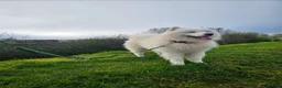 Samoyed dogs for sale: 🩷💙Samoyed for stud🩷💙 - Advert 4