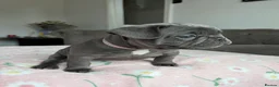 French Bulldog dogs for sale: Ready to go! 3 french bulldog puppies left - Advert 27