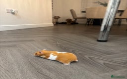 Hamster rodents for sale: Ginger and white hamster  - Image 2