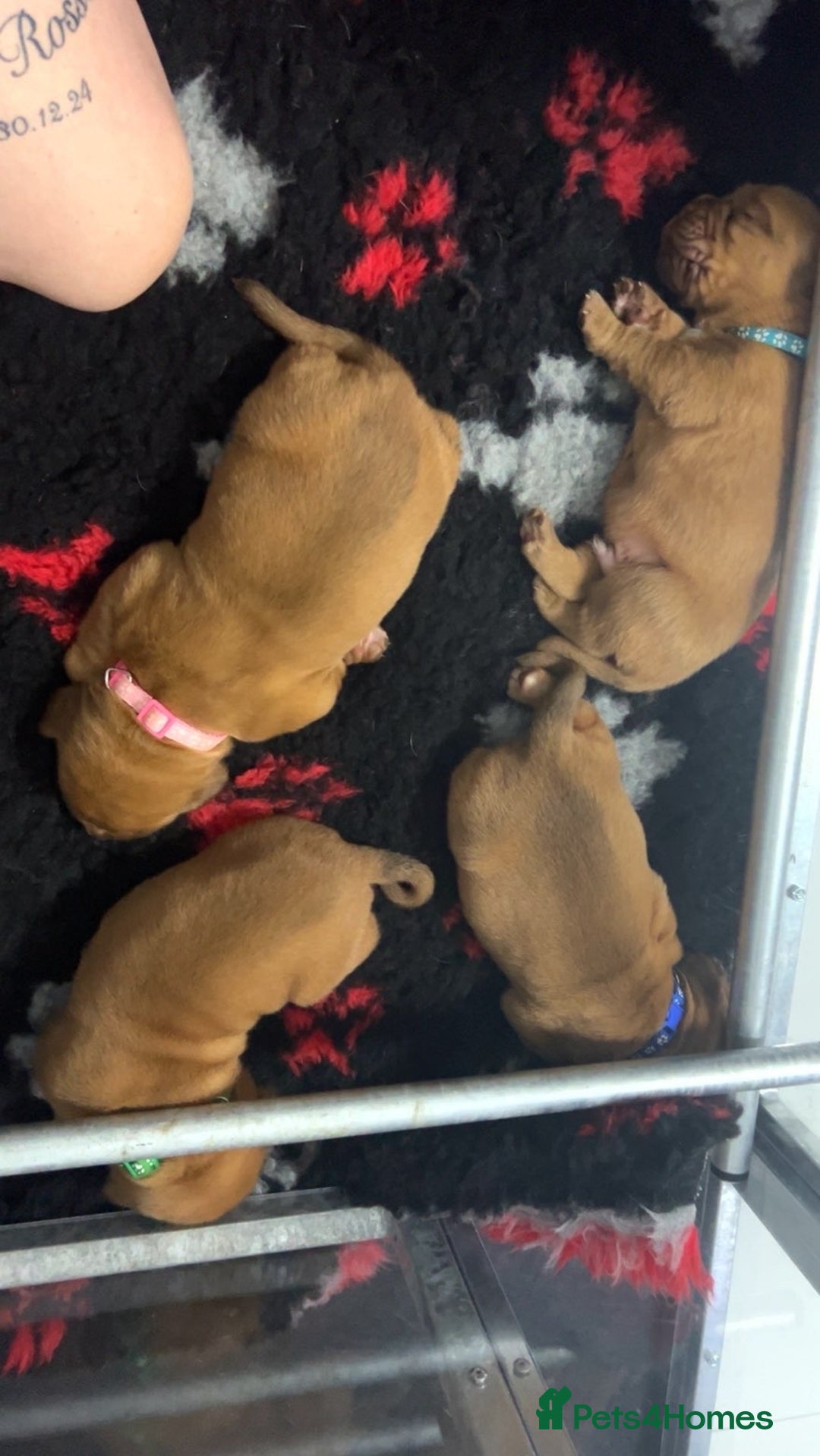 Dogue De Bordeaux dogs for sale: Chunky kc registered dogue de Bordeaux puppies - Advert 15