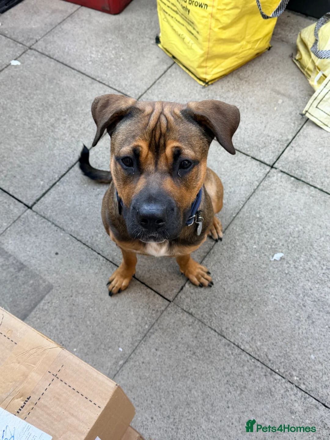 Mixed Breed dogs for sale: Belgian Malinois x Rottweiler hybrid  in Coalville - Advert 1