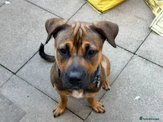 Mixed Breed dogs Belgian Malinois x Rottweiler hybrid - Advert 2