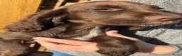 Sprocker dogs for sale: Beautiful boy sprocker spaniels  in Maidstone - Advert 10