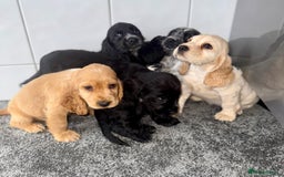 Cocker Spaniel dogs for sale: 6 stunning show type cocker spaniels  - Image 6