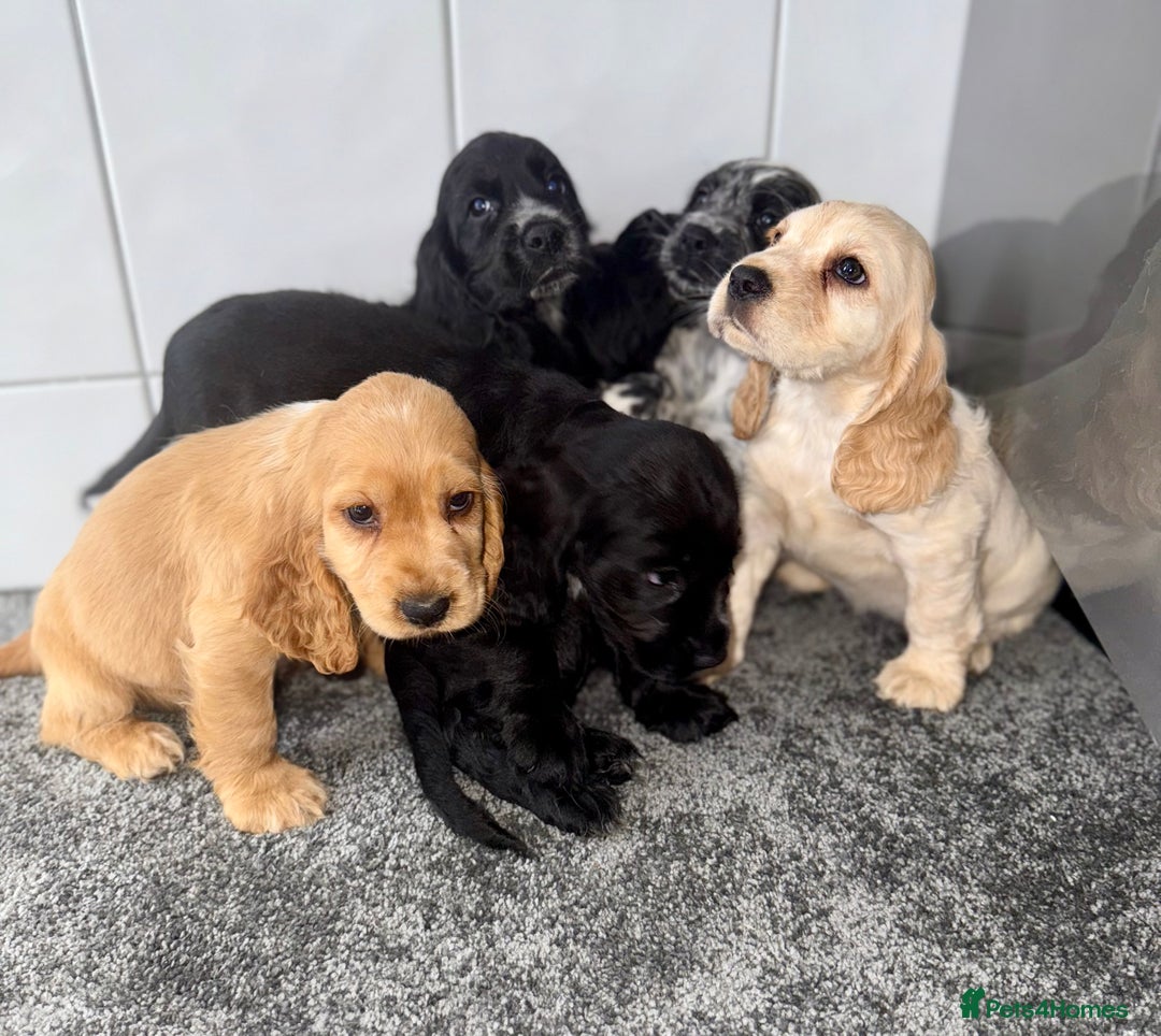 Cocker Spaniel dogs for sale: 6 stunning show type cocker spaniels  - Image 6