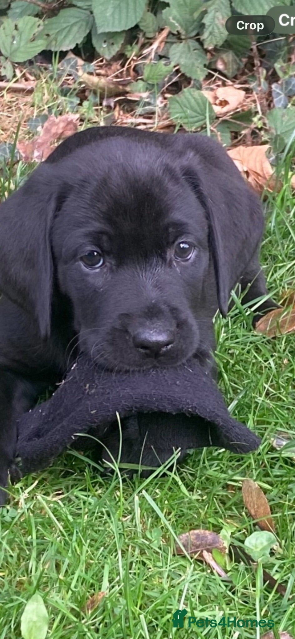 Labrador Retriever dogs RKC Black Labrador Puppies for Sale - Advert 2
