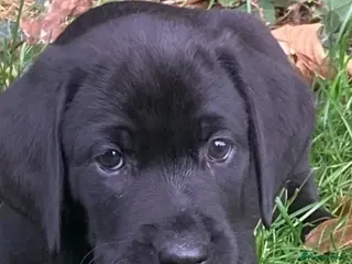 Labrador Retriever dogs RKC Black Labrador Puppies for Sale - Advert 2