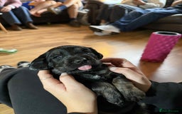 Mixed Breed dogs for sale: One off litter of Spangold Retrievers  - Image 5