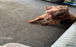Cocker Spaniel dogs for sale: Chocolate cocker spaniel bitch  - Image 4