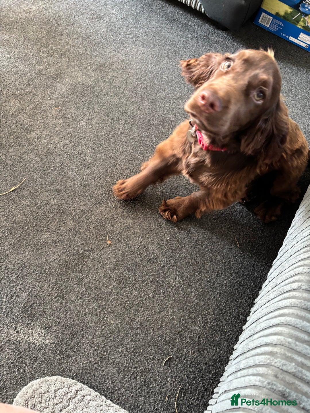 Cocker Spaniel dogs for sale: Chocolate cocker spaniel bitch  - Image 4