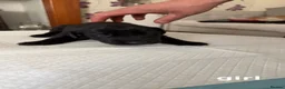 Flat coated Retriever dogs for sale: KC registered flat coated retriever puppies  - Advert 10