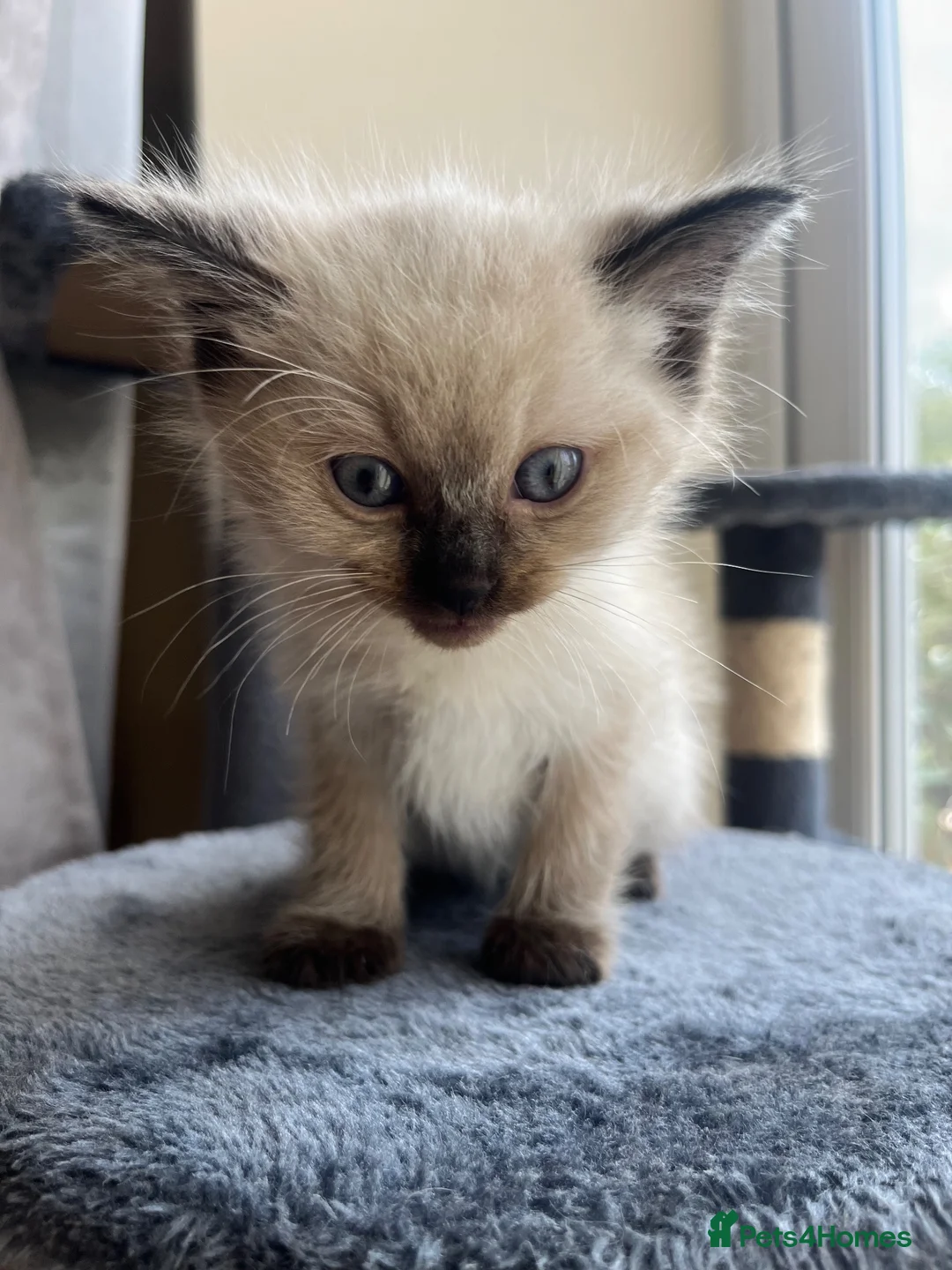 Ragdoll cats for sale: Ragdoll kittens  - Advert 2