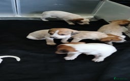 Mixed Breed dogs for sale: Beautiful puppies  - Image 17