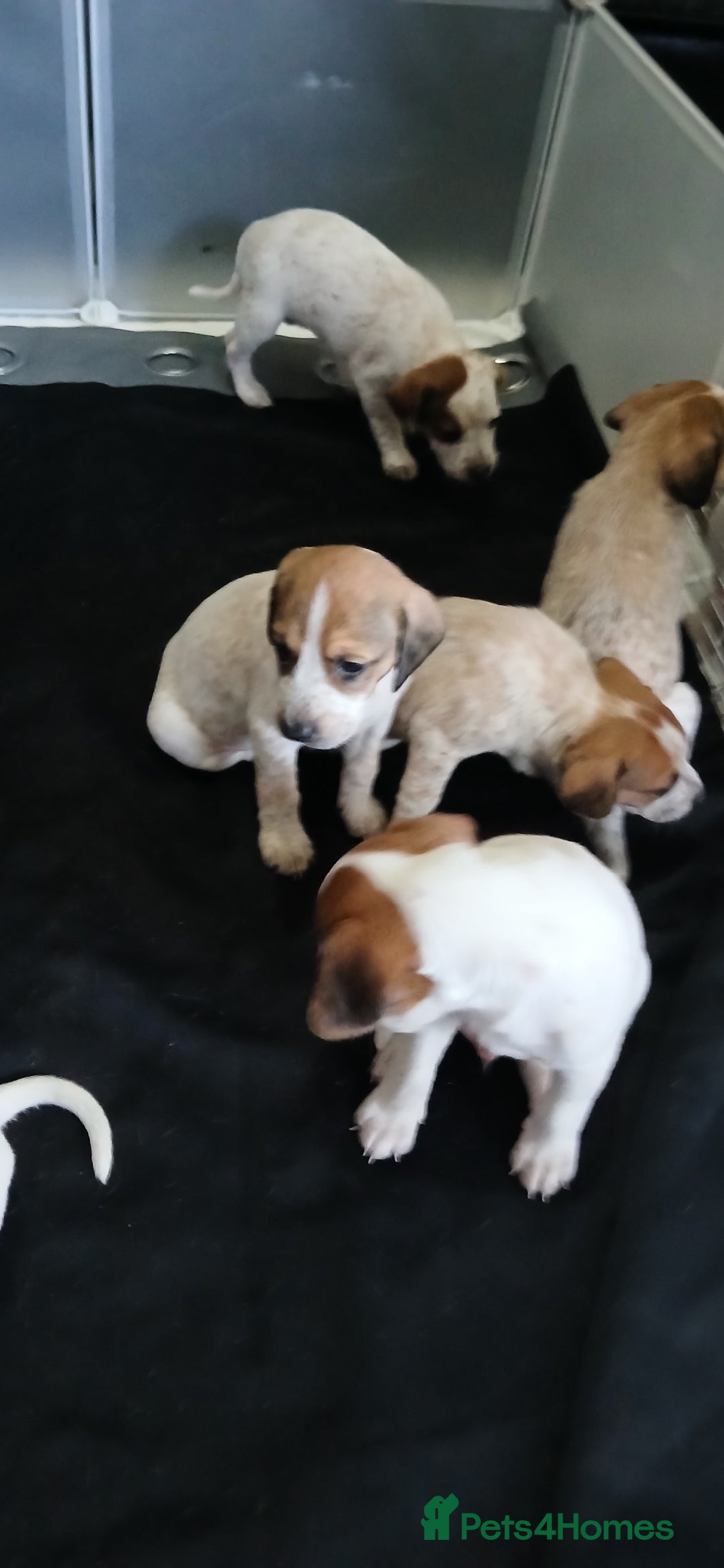 Mixed Breed dogs for sale: Beautiful puppies  - Image 17
