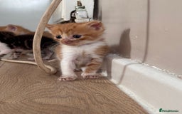 Persian cats for sale:  6 Persian kittens  - Image 17