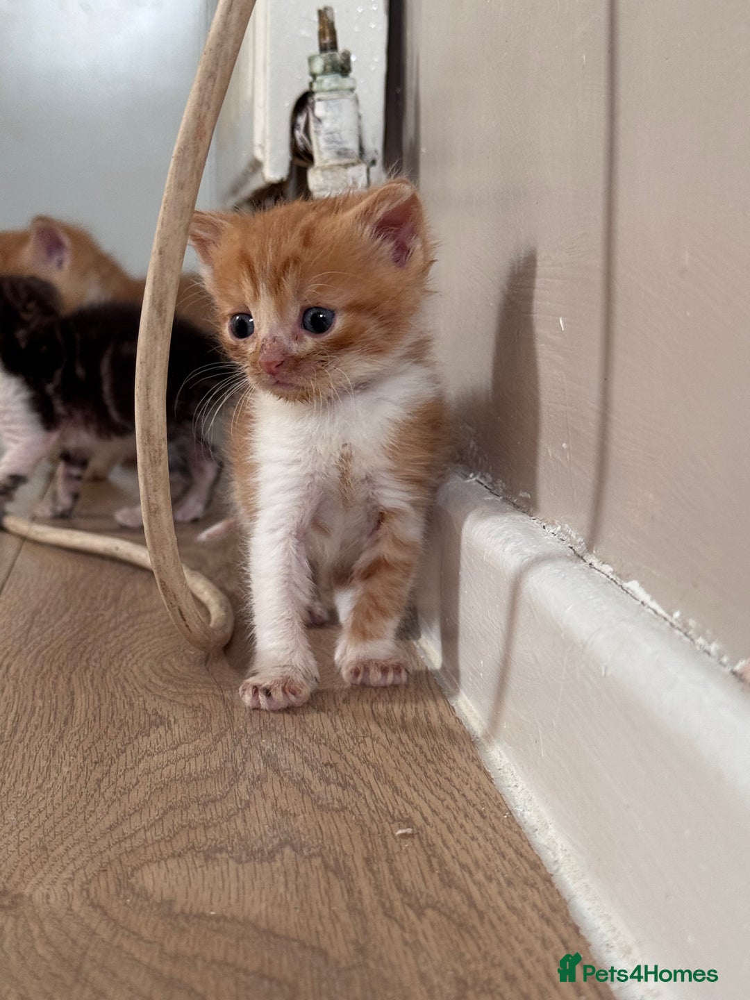 Persian cats for sale:  6 Persian kittens  - Image 17