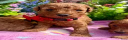 Miniature Poodle dogs for sale: Top Quality, Deep Red, KC Mini Poodles.  - Advert 15