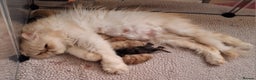 Persian cats for sale: 1  beautiful  stunning male persian available  - Advert 9
