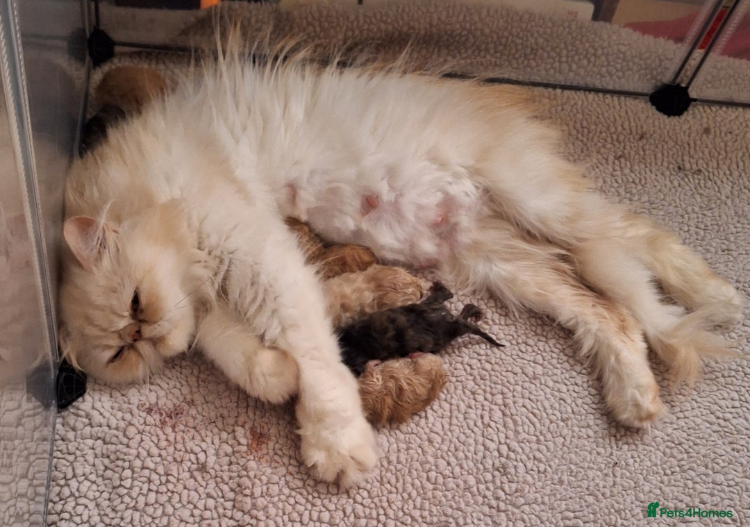 Persian cats for sale: 1  beautiful  stunning male persian available  - Advert 9