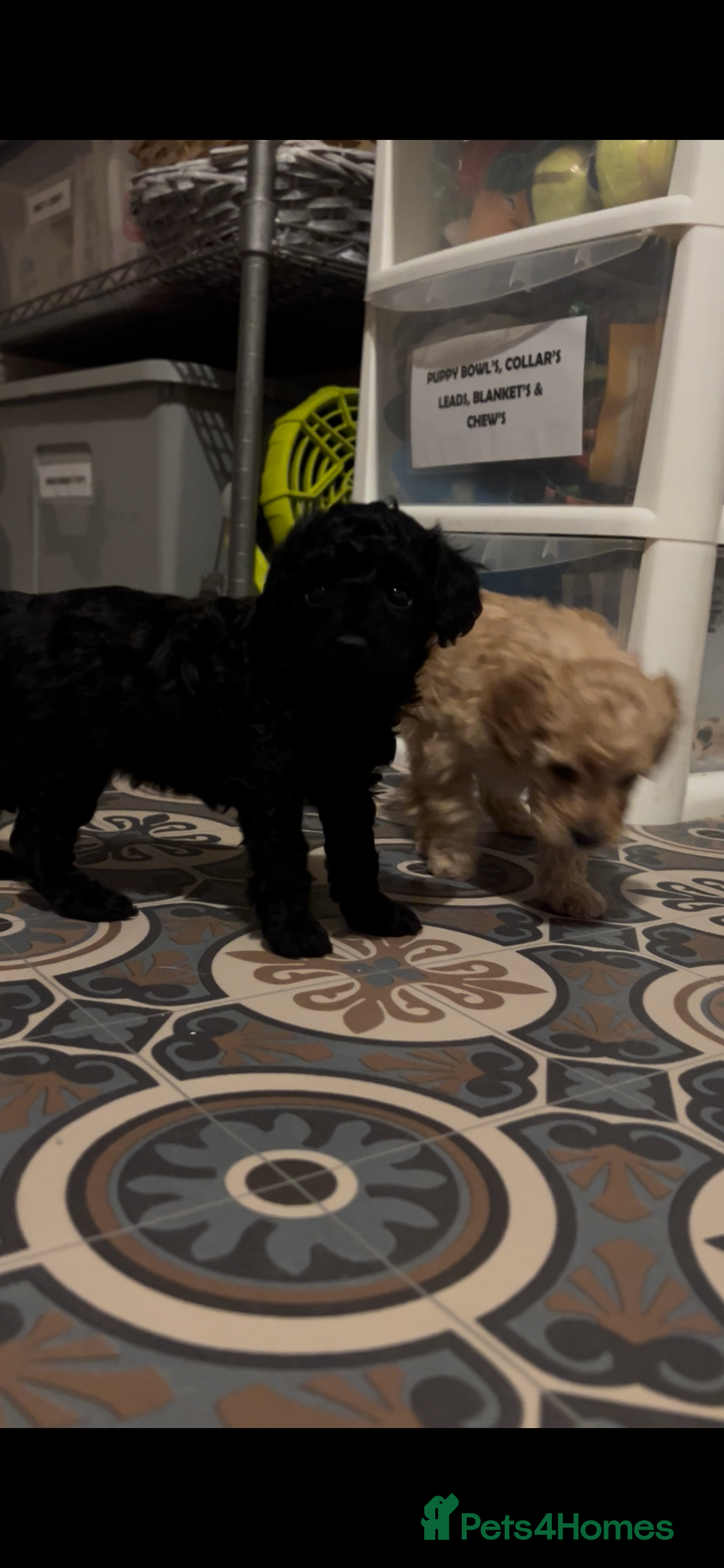 Toy Poodle dogs for sale: kc toy poodles by fully health tested parents - Advert 7