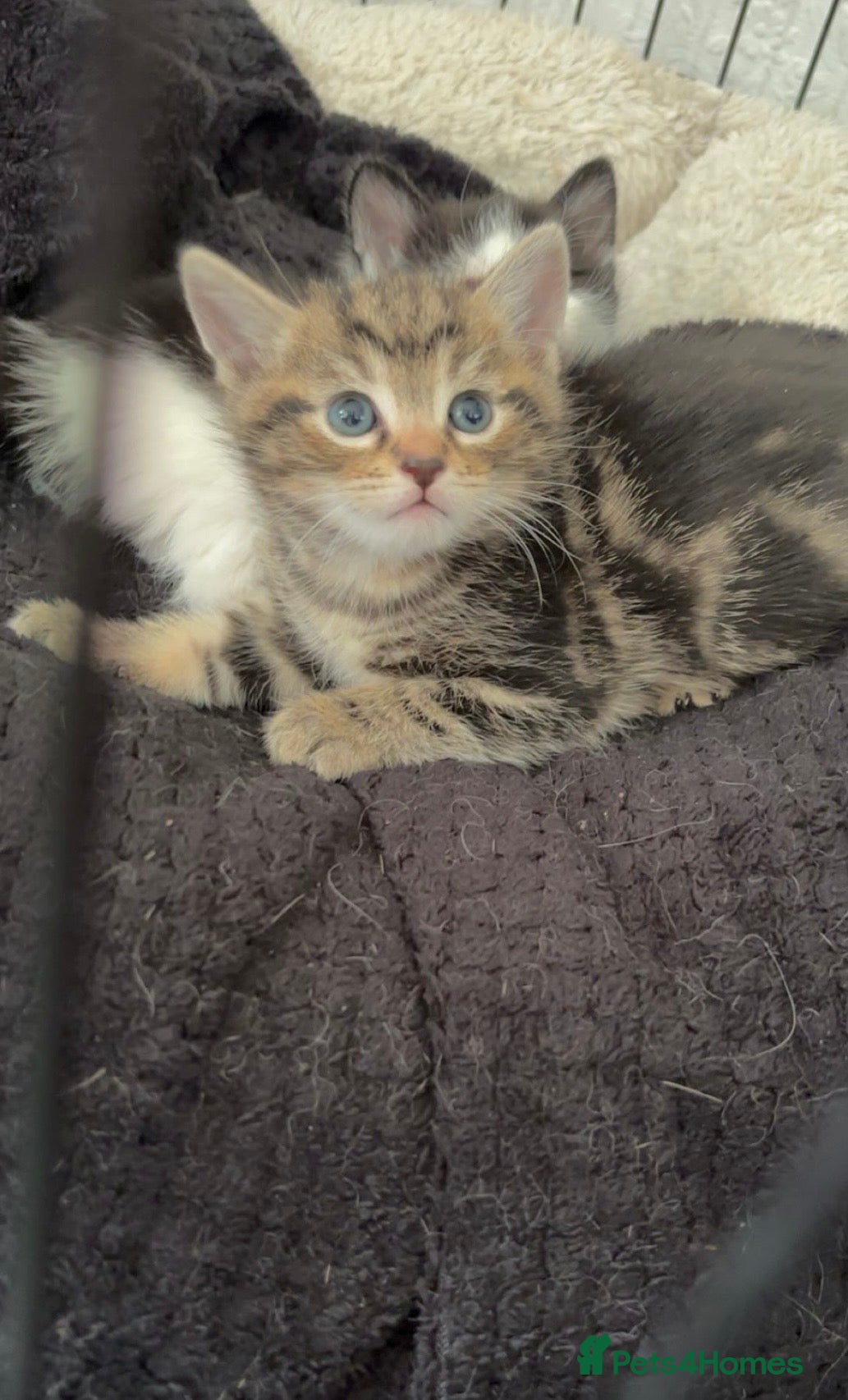 Mixed Breed cats 5kittens for sale  - Advert 15