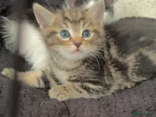 Mixed Breed cats 5kittens for sale - Advert 3