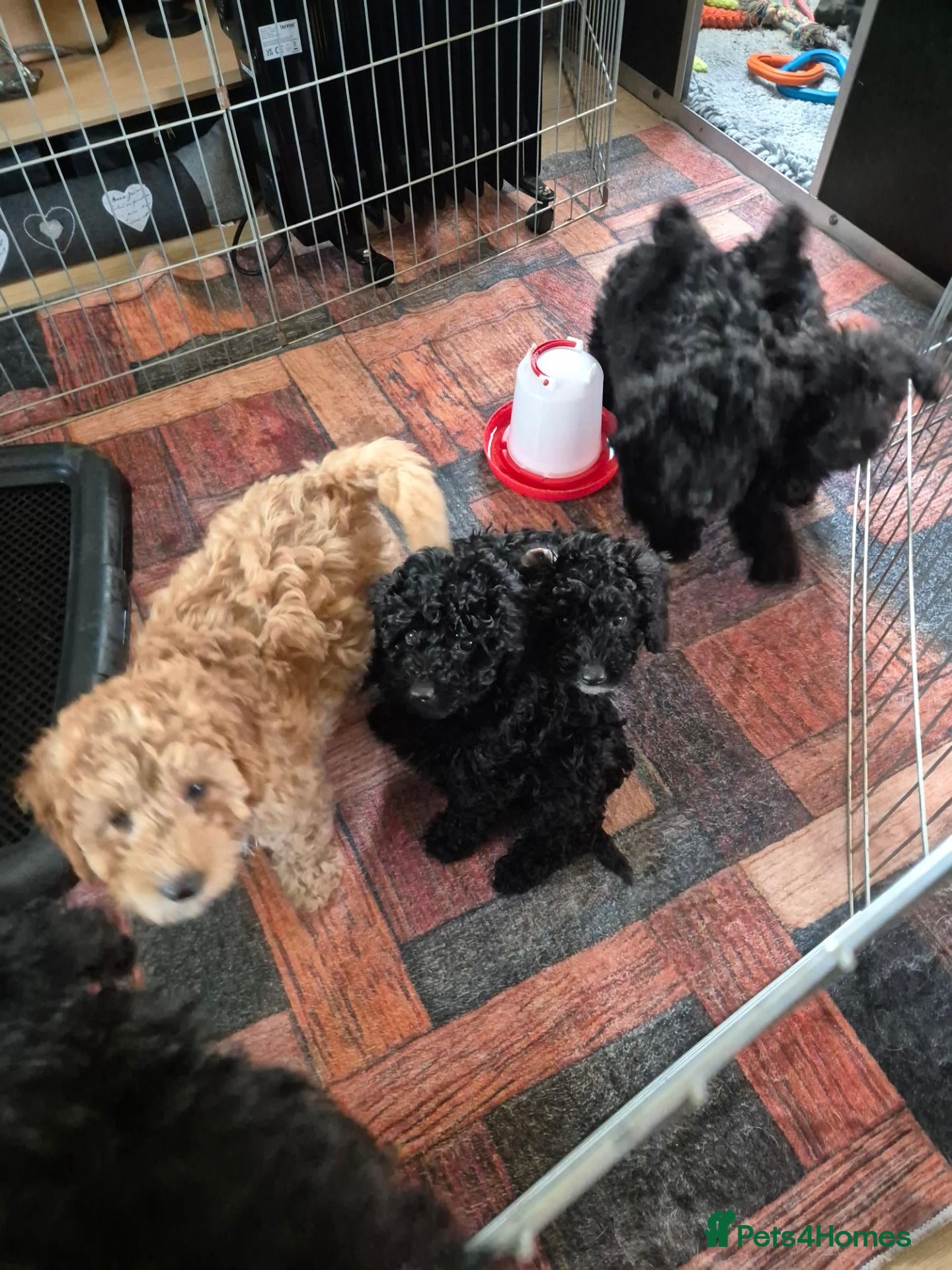 Labradoodle dogs for sale: Beautiful MINIATURE Labradoodles !  - Advert 2