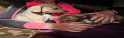 Mixed Breed dogs for sale: Bedlington whippet greyhound  - Advert 29