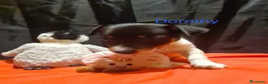 Dorothy 