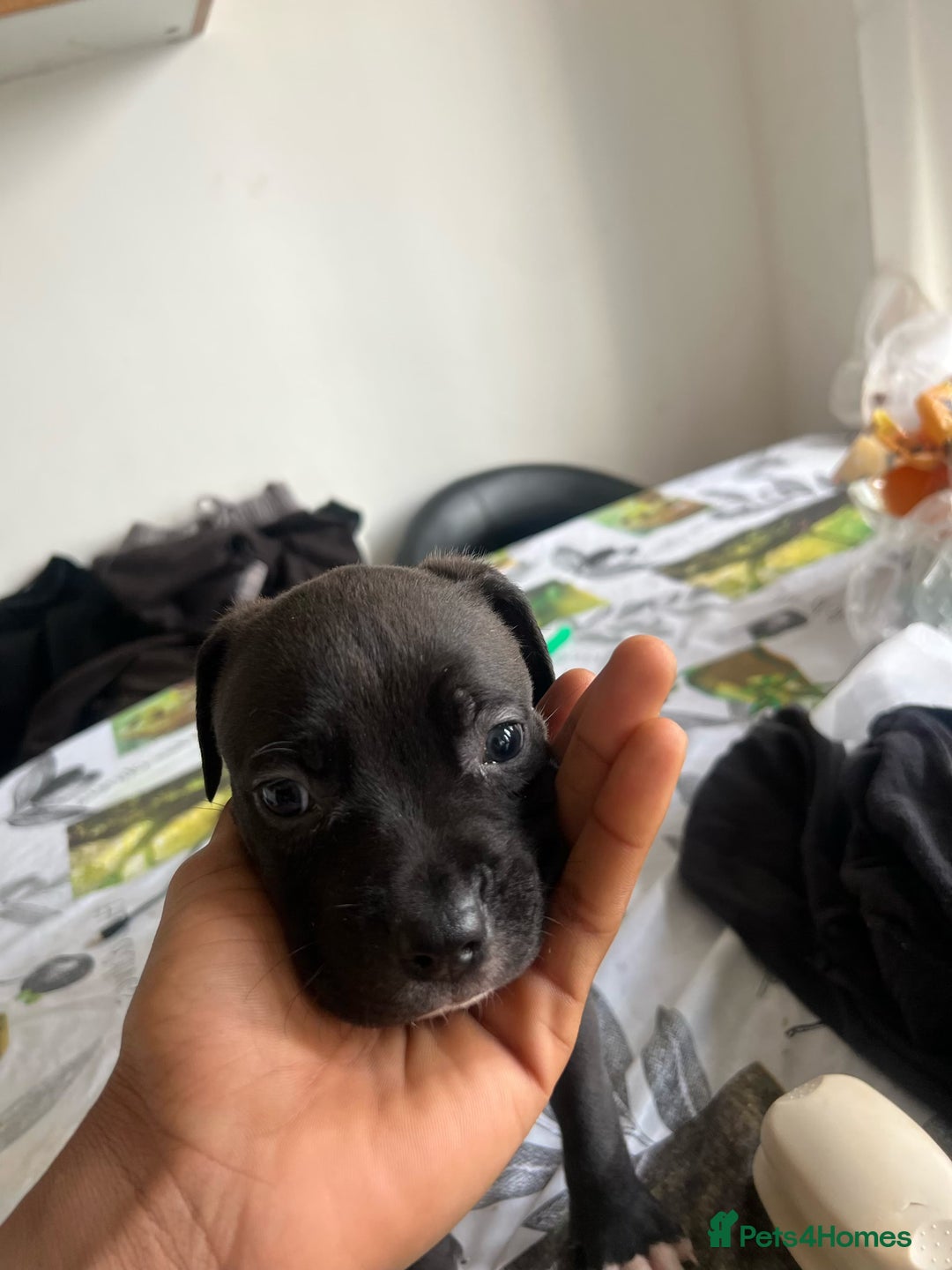 Mixed Breed dogs for sale: Cane corso x staff puppies  - Image 8