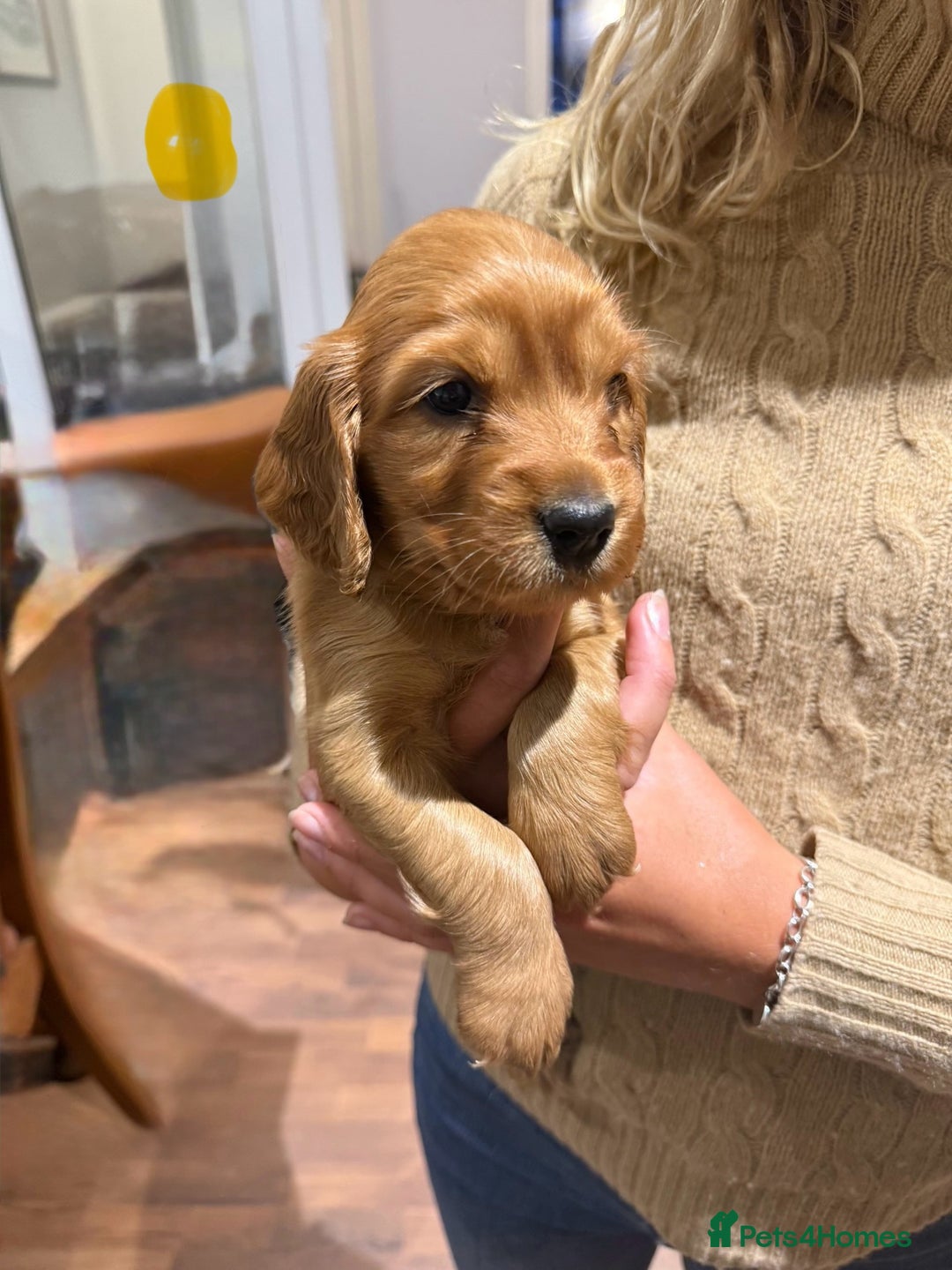 Cocker Spaniel dogs for sale: Gorgeous litter of cocker spaniel pups - Advert 6