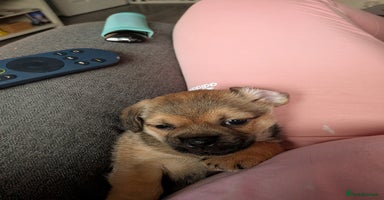 Mixed Breed dogs - Advert 5