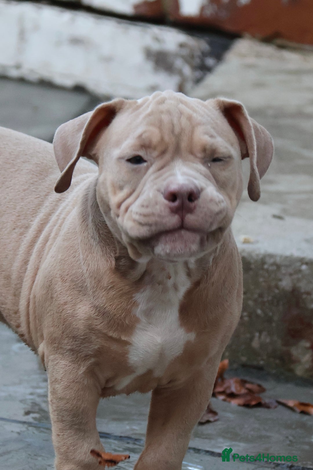 American Bully dogs for sale: Micro American bully puppies  - Advert 13