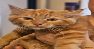 Maine Coon cats - Advert 14