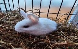 Dutch rabbits for sale: Rex X Dutch Bunnies  - Image 1